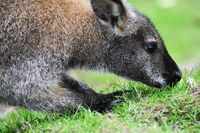 guinejský wallaby